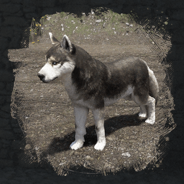 Husky (хаски) в Crimson Desert