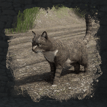 Cat (кошка) в Crimson Desert