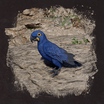 Hyacinth Macaw (Гиацинтовый ара) в Crimson Desert