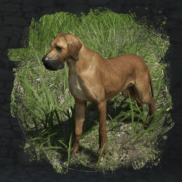 Boarhound (бладхаунд) в Crimson Desert