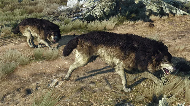 Ещё одно сравнение влияния HairWorks на плотность шерсти волков в The Witcher 3