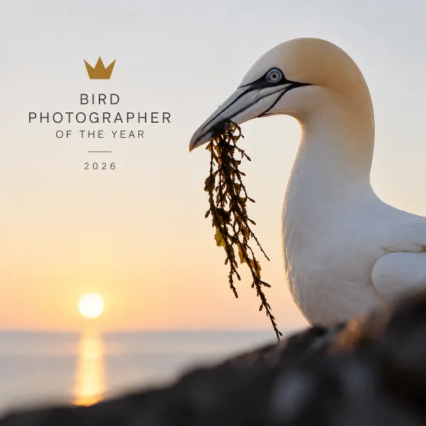 Обложка Bird Photographer of the Year 2026: северная олуша принесла британцу главный приз крупнейшего конкурса фотографии птиц