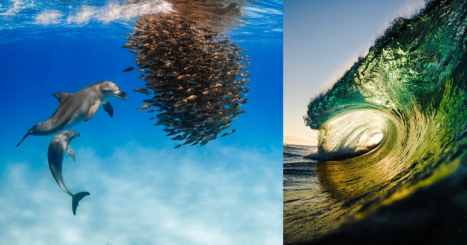 Победный кадр конкурса подводной фотографии Underwater Awards Australasia 2026