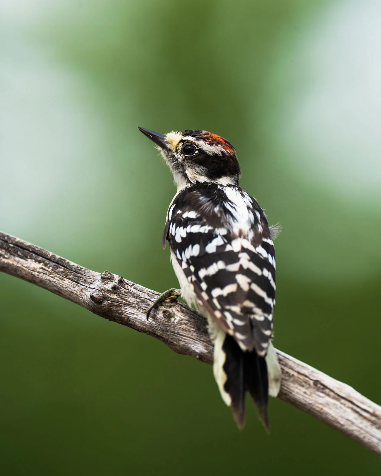 Пример снимка на Sony FE 400mm f/4.5 GM OSS