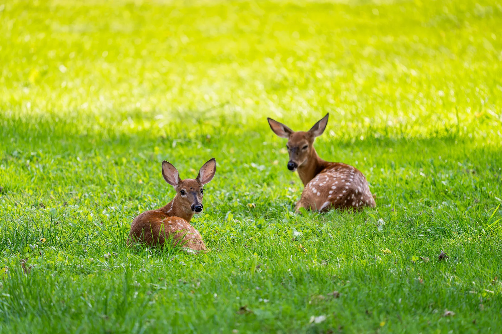 Пример снимка на Sony FE 400mm f/4.5 GM OSS