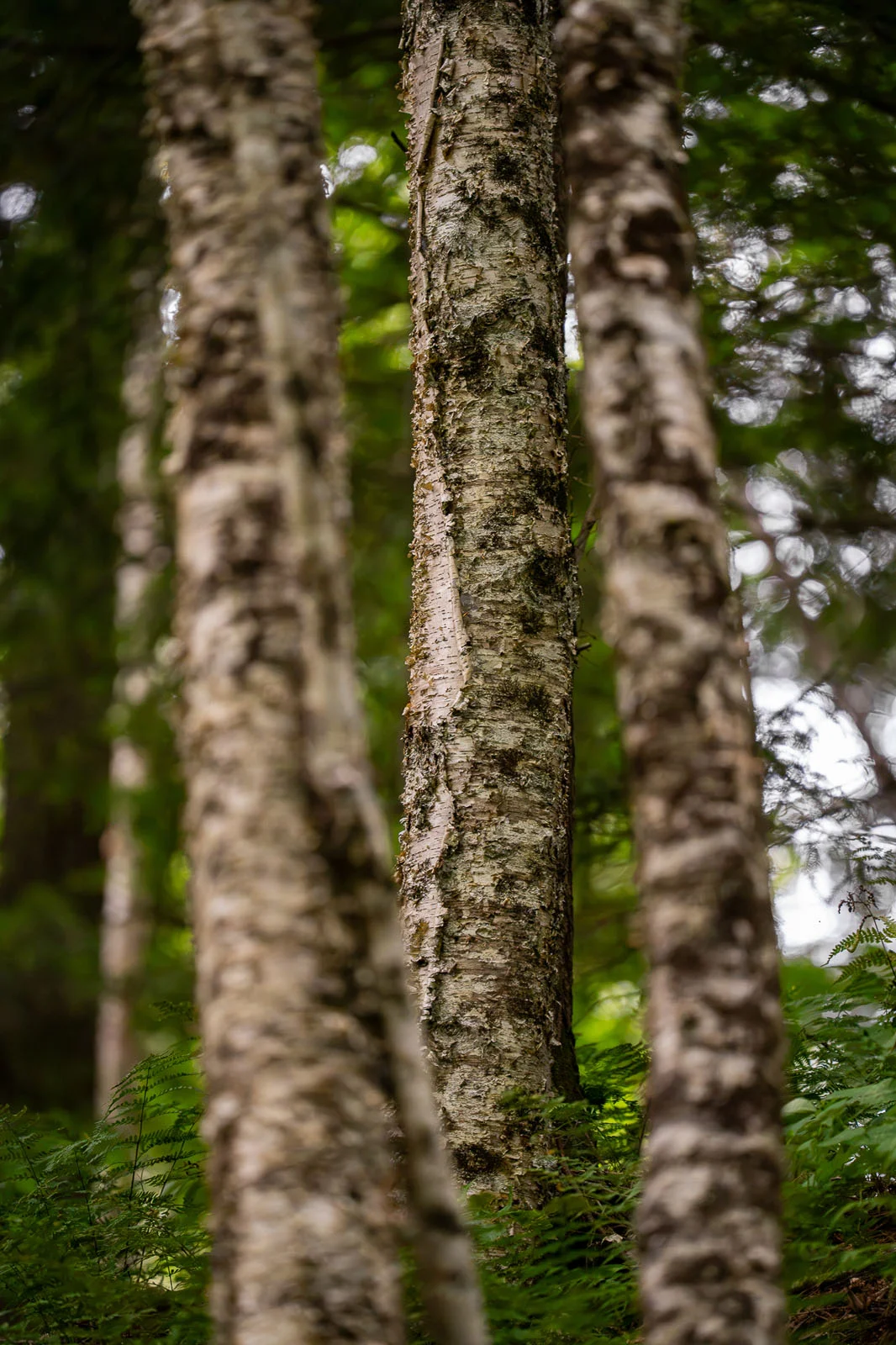 Пример снимка на Sony FE 400mm f/4.5 GM OSS при высоком ISO