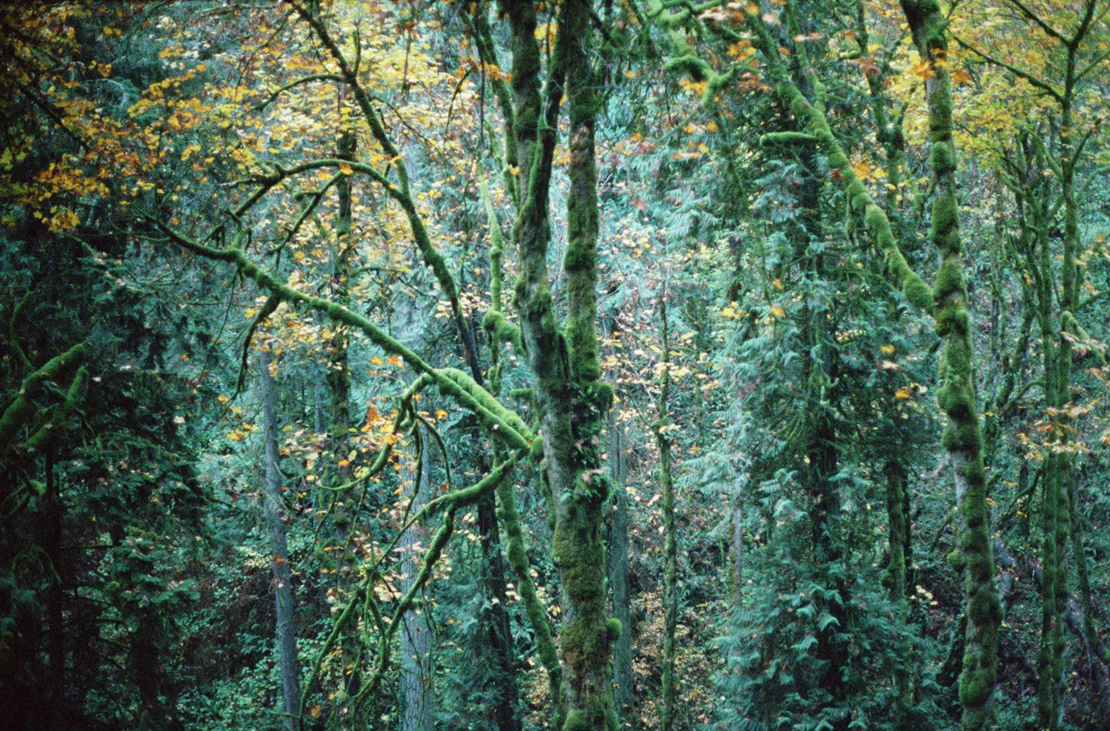 Кадр, снятый на плёнку Cinestill 800T камерой Canon AE-1