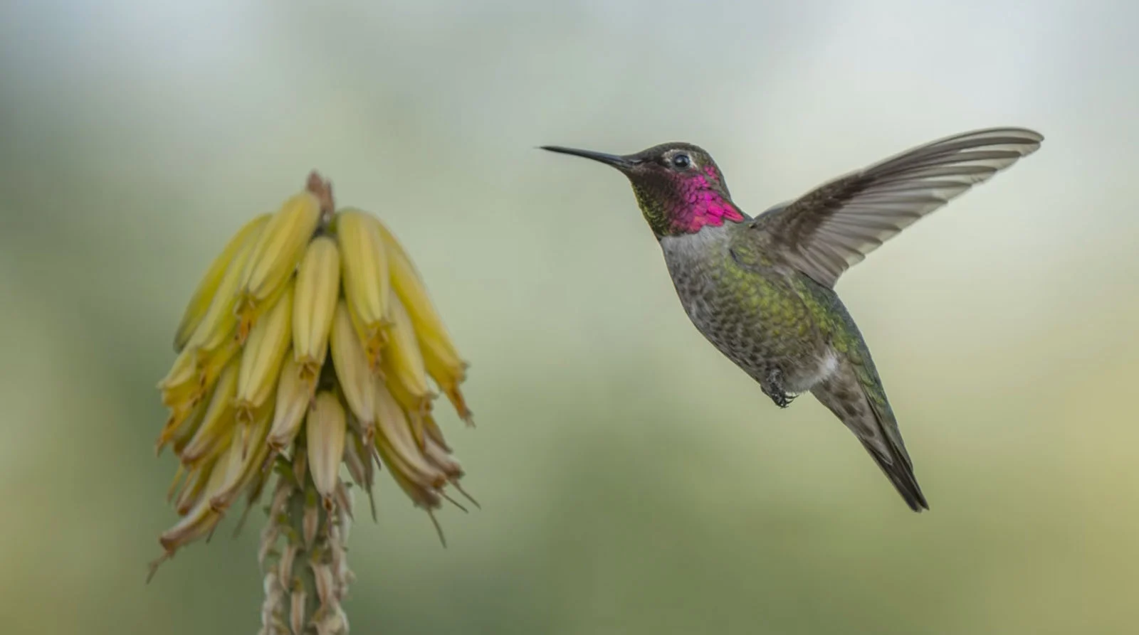 Птица в полёте, снятая для проекта Wild Birds Revealed