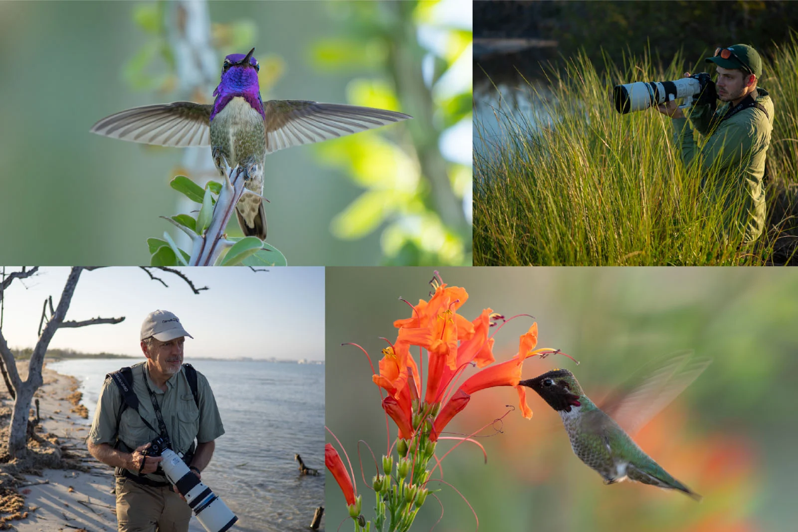 Кадр дикой птицы из проекта Wild Birds Revealed