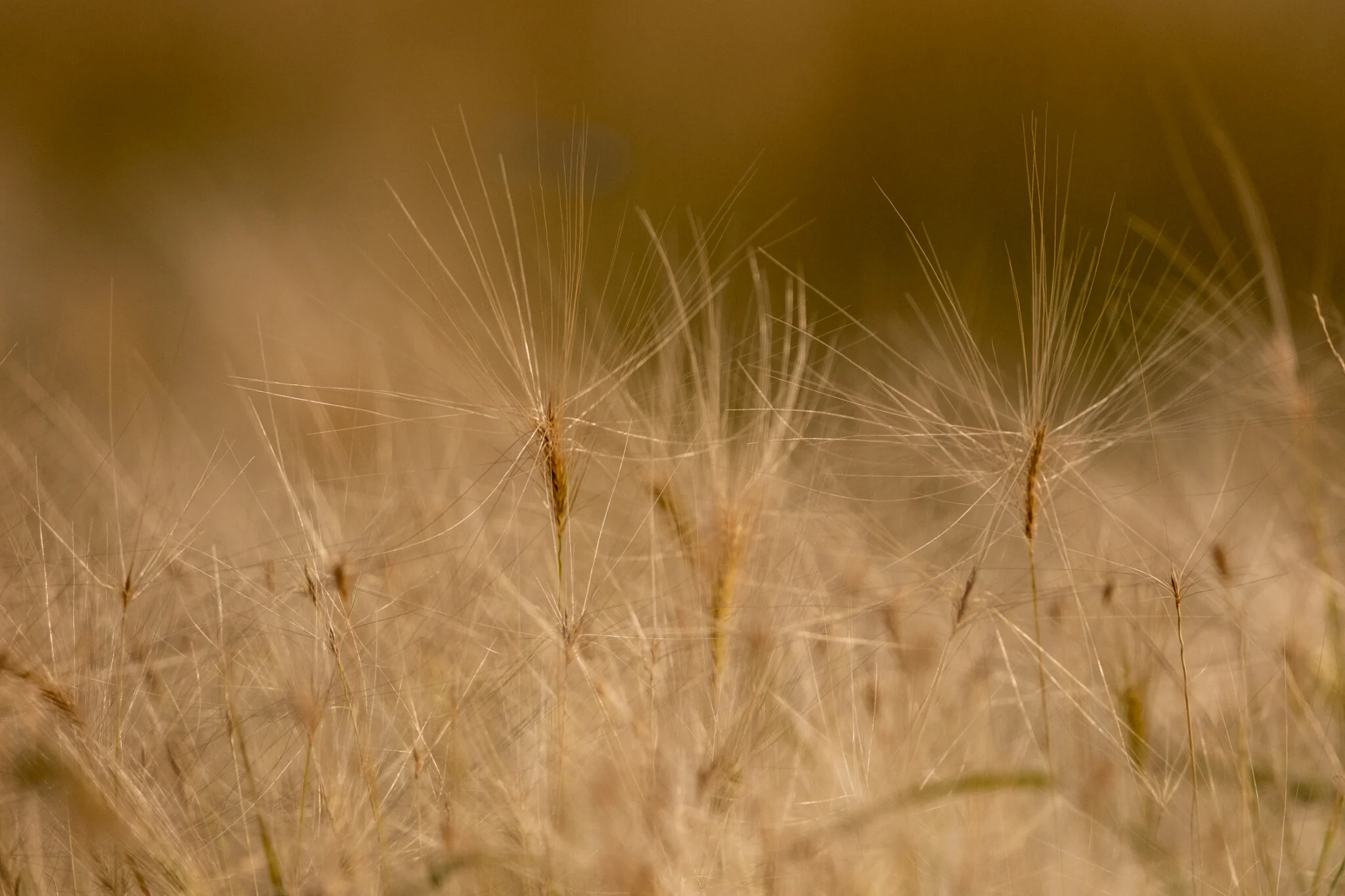 Пример снимка на XF400mm f/4.5 с камерой X-H2S