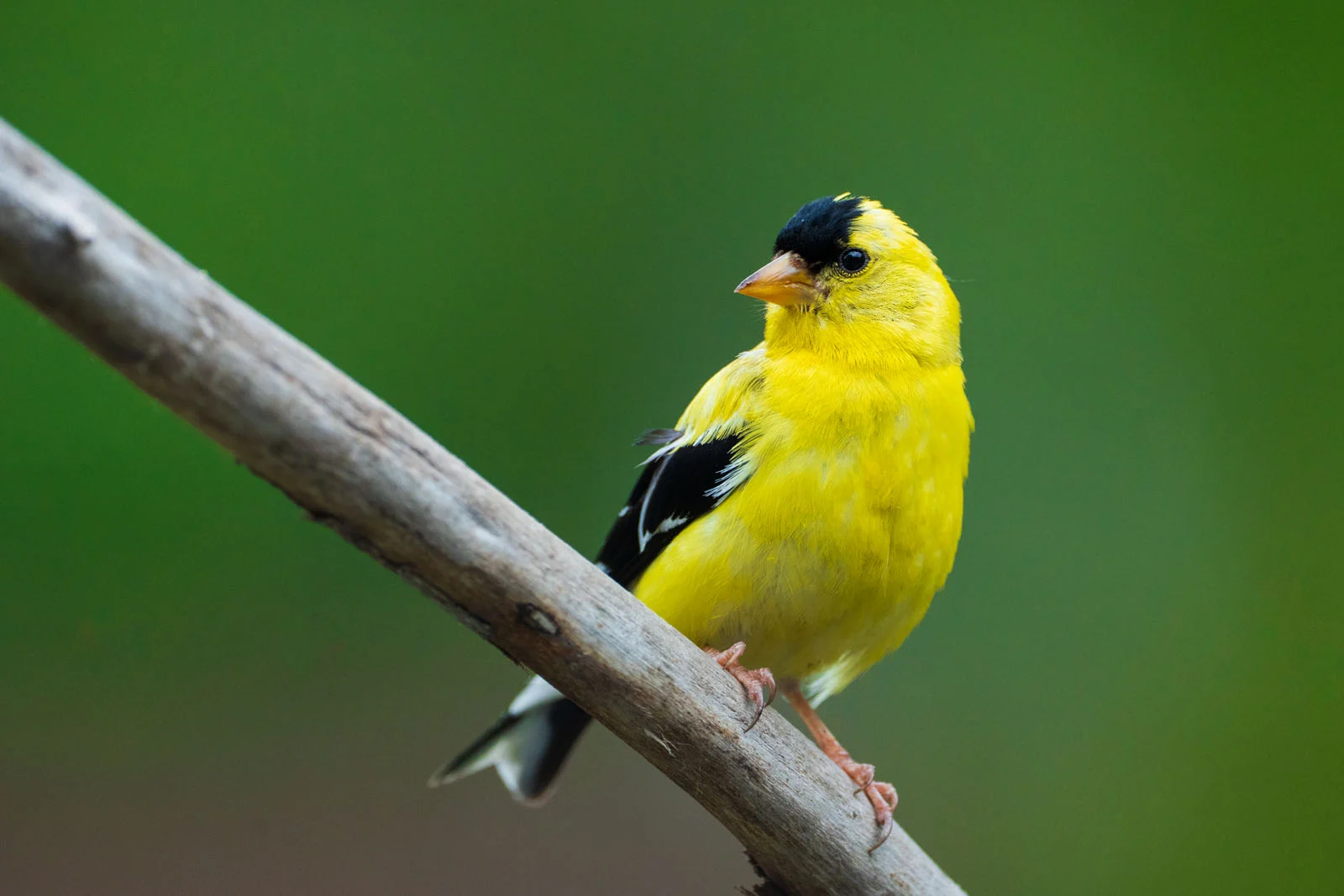 Пример снимка на Sony FE 600mm f/6.3 GM