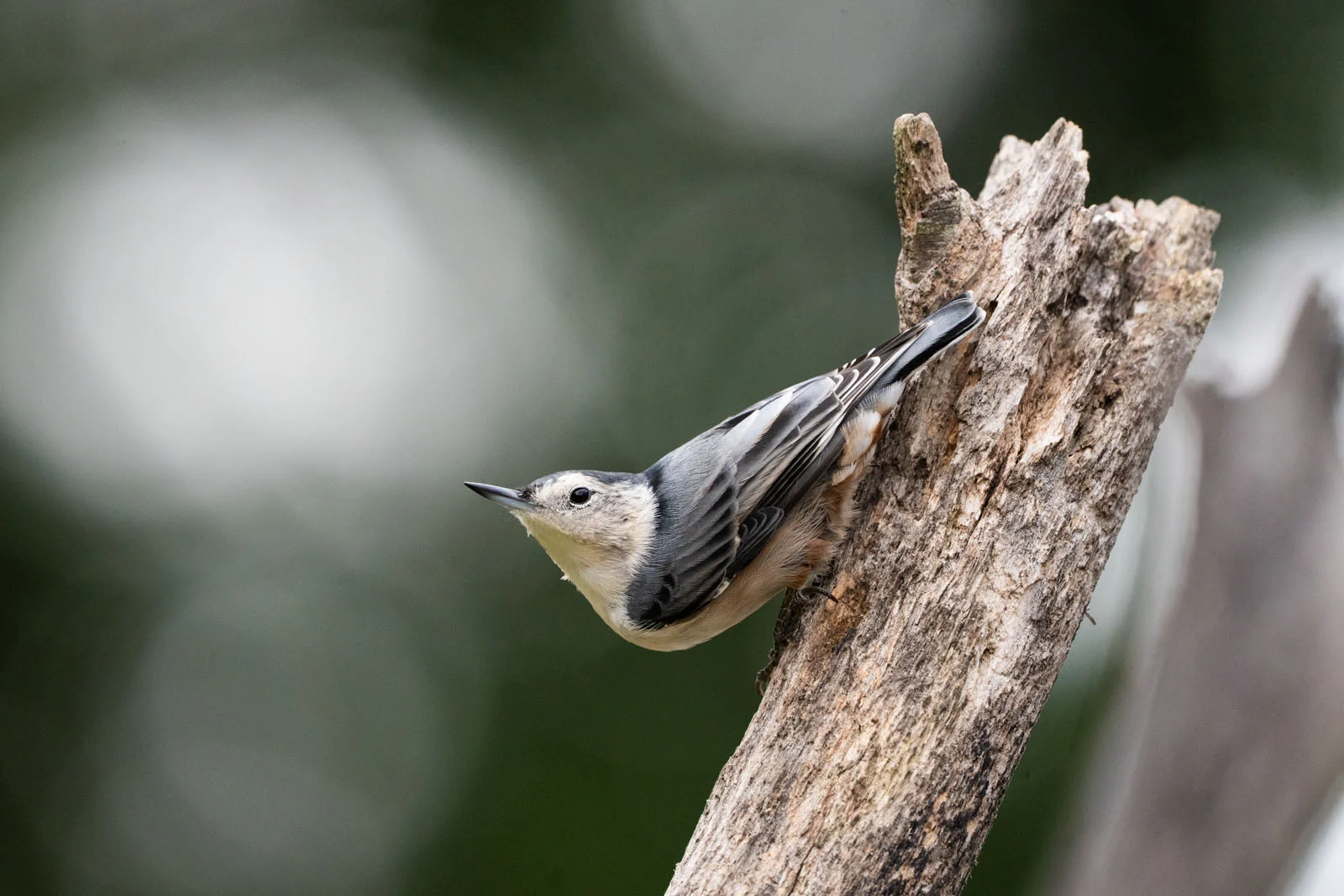 Пример снимка на Sony FE 600mm f/6.3 GM