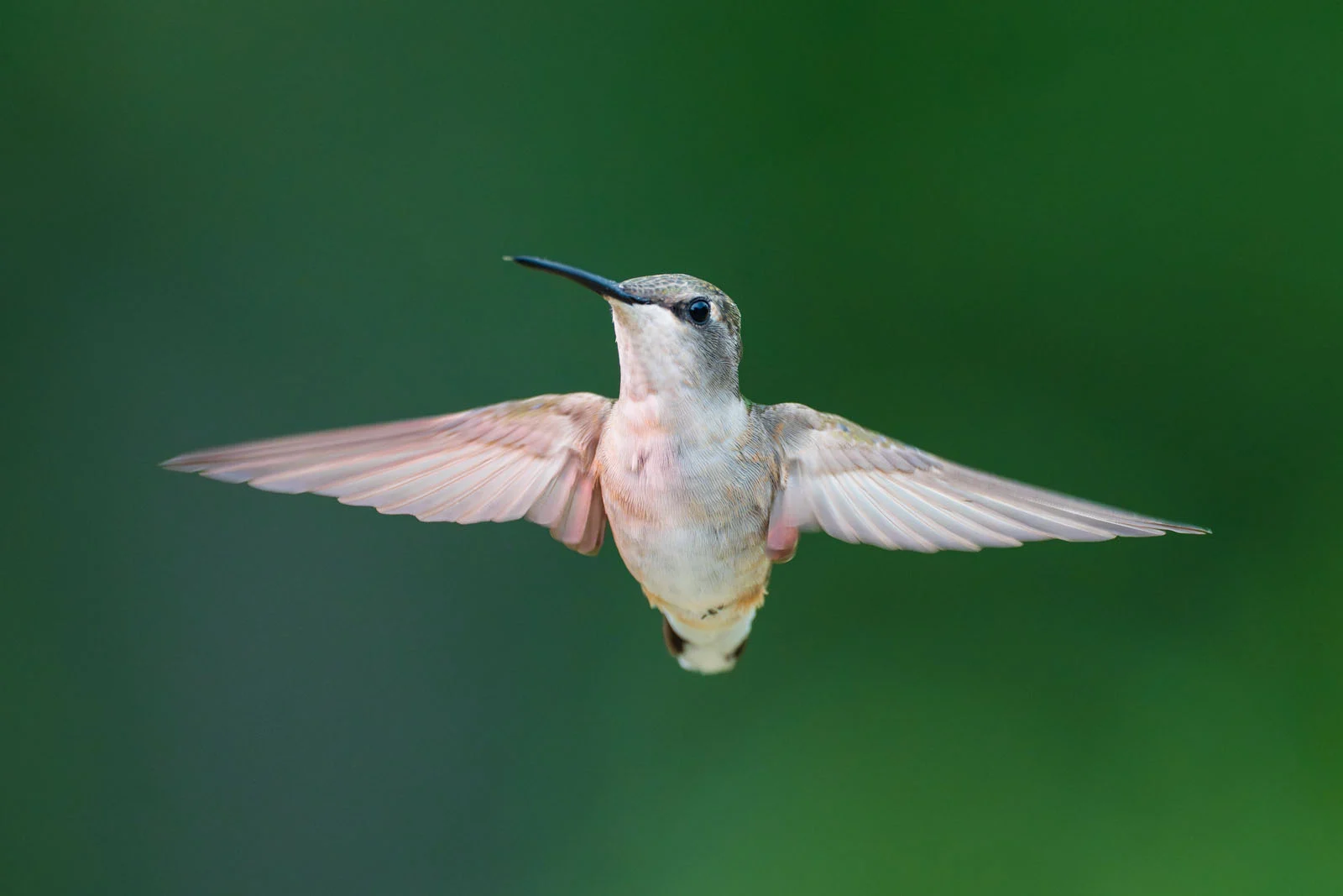 Кадр, снятый на Sony FE 600mm f/6.3 GM OSS
