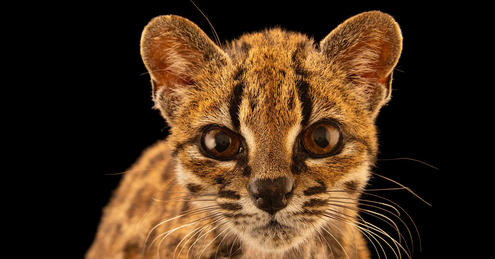 Дикий тигровый кот Leopardus tilcayo крупным планом
