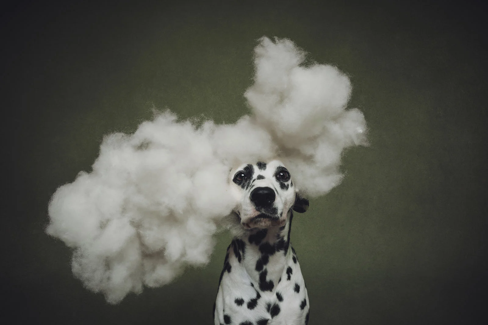 Второе место в категории Studio, работа «Head in the Clouds» (конкурс Dog Photographer of the Year).