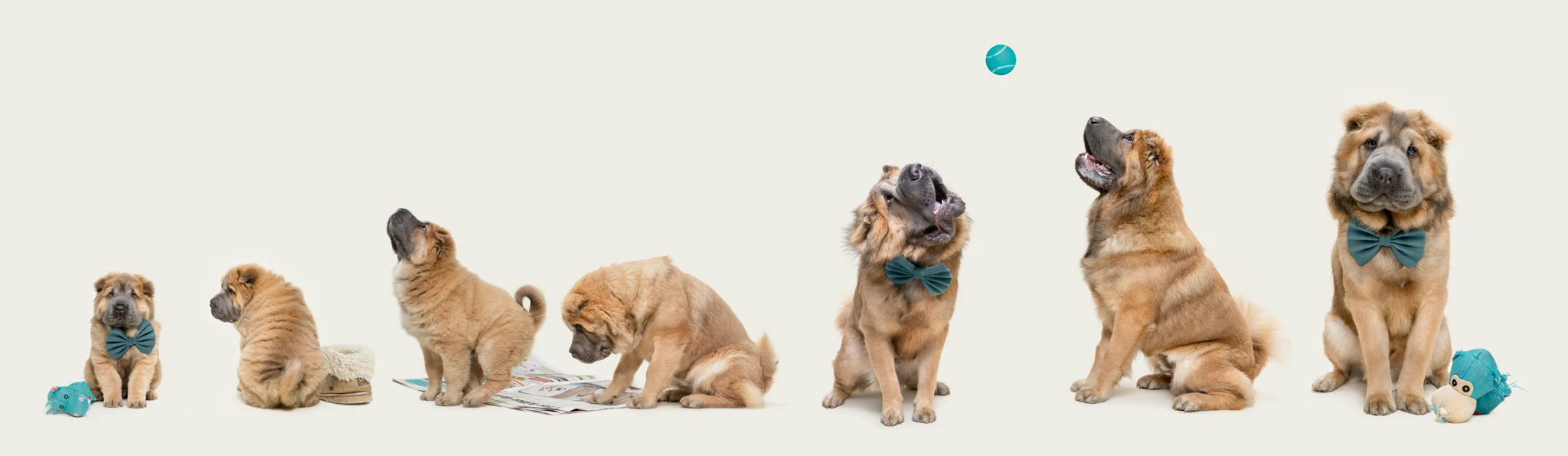 Третье место в категории Studio, работа «This is Growing Up» (конкурс Dog Photographer of the Year).