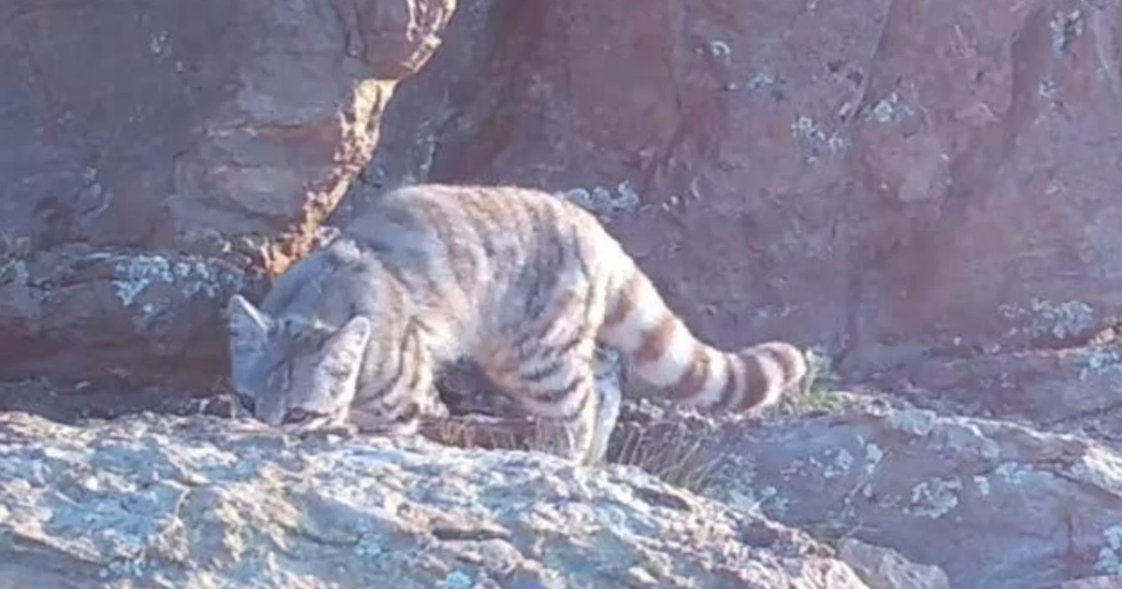 Редкий андский кот на каменистом склоне, снятый фотоловушкой