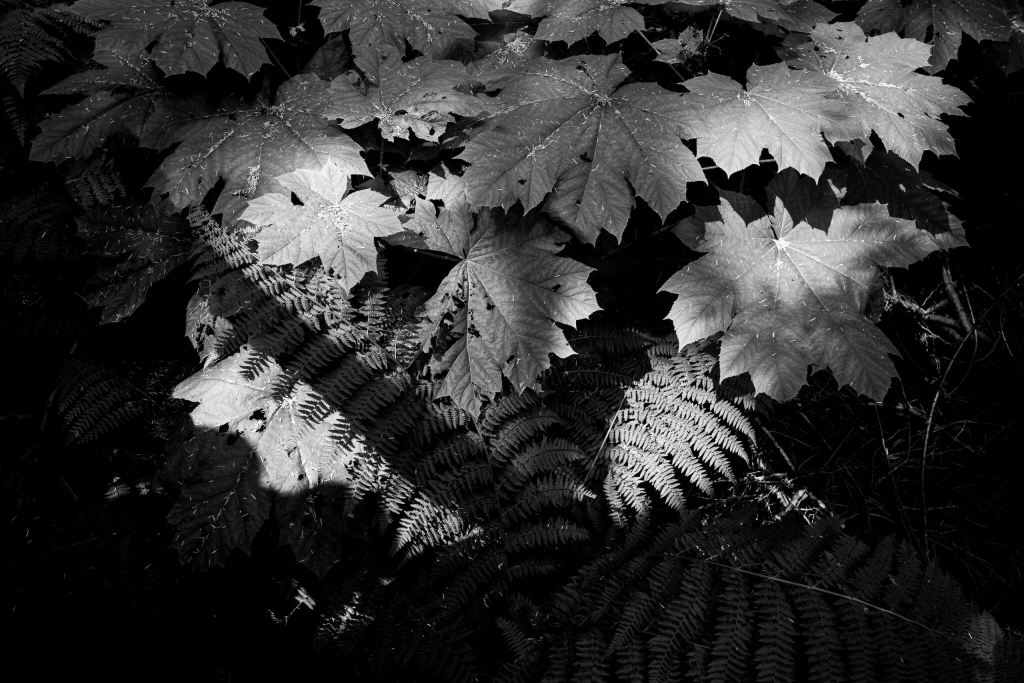 Пейзажный кадр, снятый на Viltrox EVO 26mm f/2.8