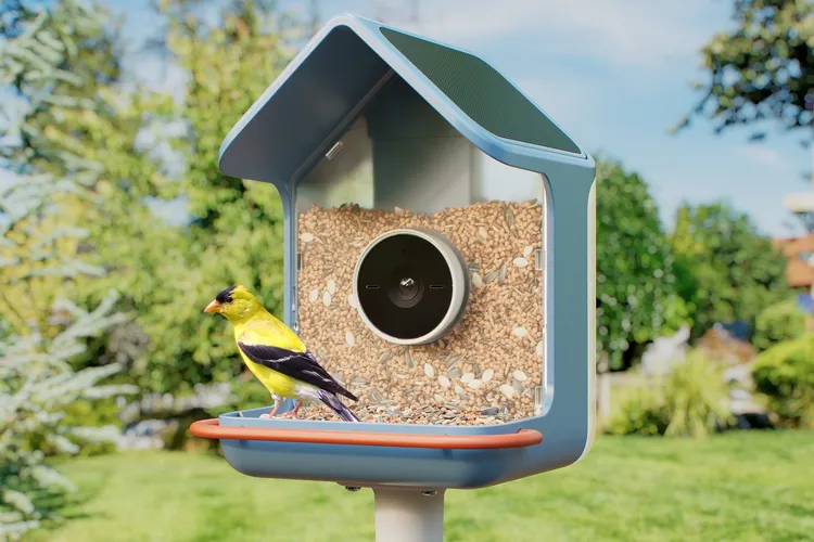 Приложение Birdbuddy с фотографией птицы у кормушки