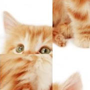 Обложка SlidePuzzle - Baby Kitten