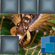 Обложка Poisonous Centipede Puzzle