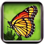 Обложка Butterflies!