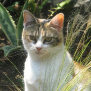 Обложка Puzzle Pix