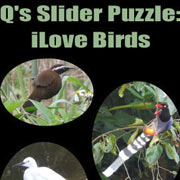 Обложка Q’s Slider Puzzle: iLove Birds