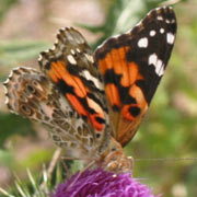 Обложка PuzzleMyPics